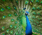 Peacock Tale
