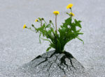 Miracles of Nature