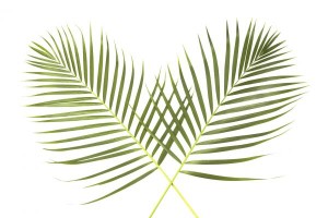 palm sunday